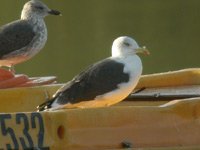 Cliquer sur la photo pour lagrandir