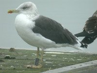 Cliquer sur la photo pour lagrandir