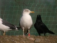 Cliquer pour lagrandir