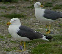 Cliquer sur la photo pour l’agrandir