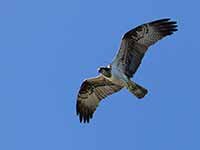 Cliquer pour l’agrandir