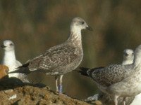 cliquer sur la photo pour l'agrandir