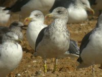 cliquer sur la photo pour l'agrandir