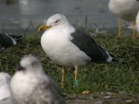 Cliquer sur la photo pour l'agrandir