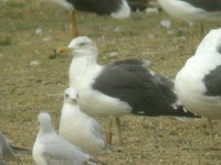 cliquer sur la photo pour l'agrandir