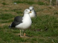 cliquer sur la photo pour l'agrandir