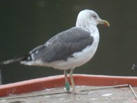 Cliquer sur la photo pour lagrandir
