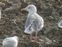 Cliquer sur la photo pour l'agrandir