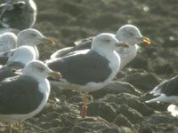 Cliquer sur la photo pour l'agrandir