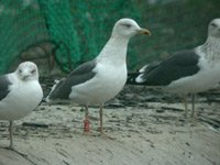 cliquer sur la photo pour l'agrandir