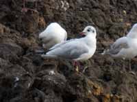 cliquer sur la photo pour l'agrandir