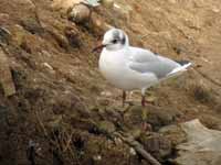 cliquer sur la photo pour l'agrandir