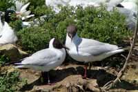 3·5·14, cliquer sur la photo pour l'agrandir