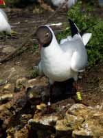 3·4·16, cliquer sur la photo pour l'agrandir