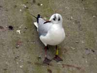 cliquer sur la photo pour l'agrandir