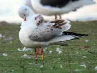 cliquer sur la photo pour l'agrandir