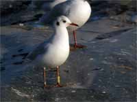 cliquer sur la photo pour l'agrandir