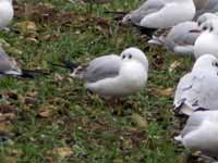 cliquer sur la photo pour l'agrandir