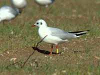 8·2·14, cliquer sur la photo pour l'agrandir