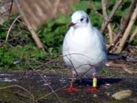 cliquer sur la photo pour l'agrandir