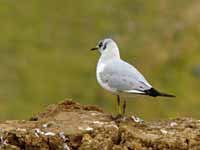 28·3·12, cliquer sur la photo pour l'agrandir