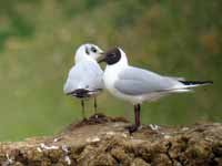 28·3·13, cliquer sur la photo pour l'agrandir