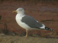 cliquer sur la photo pour l'agrandir