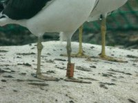 cliquer sur la photo pour l'agrandir