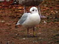 28·12·15, cliquer sur la photo pour l'agrandir