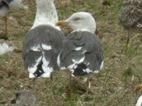 cliquer sur la photo pour l'agrandir