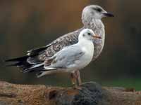 17·1·14, cliquer sur la photo pour l'agrandir