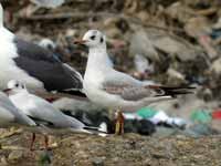 cliquer sur la photo pour l'agrandir