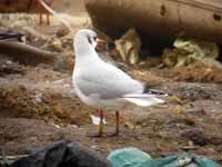 cliquer sur la photo pour l'agrandir