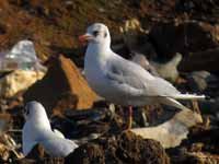 cliquer sur la photo pour l'agrandir