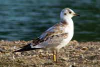 23·7·15, cliquer sur la photo pour l'agrandir