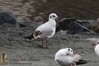 Cliquer pour lagrandir