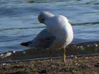 1·9·14, cliquer sur la photo pour l'agrandir