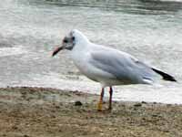 27·7·15, cliquer sur la photo pour l'agrandir