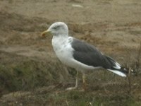 cliquer sur la photo pour l'agrandir