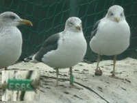 cliquer sur la photo pour l'agrandir