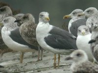 cliquer sur la photo pour l'agrandir