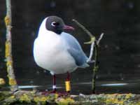 cliquer sur la photo pour l'agrandir