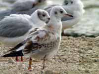 cliquer sur la photo pour l'agrandir