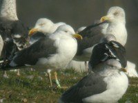 cliquer sur la photo pour l'agrandir