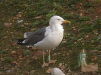 cliquer sur la photo pour l'agrandir