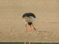 Huîtrier pie Haematopus ostralegus bleu F39