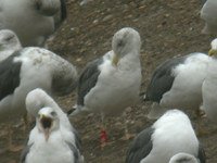cliquer sur la photo pour l'agrandir