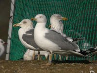 cliquer sur la photo pour l'agrandir