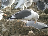 Cliquer sur la photo pour l'agrandir