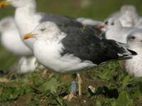 Cliquer sur la photo pour l'agrandir